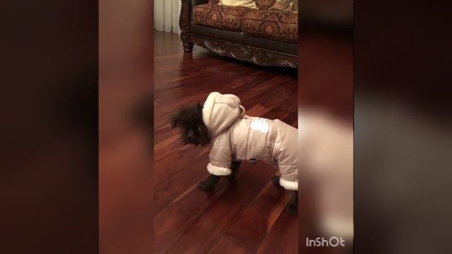 Амели-бельгийский гриффон, шоколадка