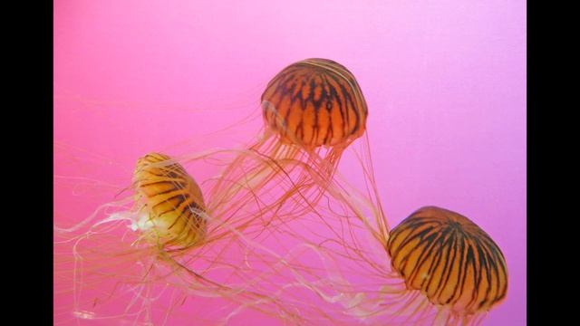 Классическая музыка для души, для релаксации, сна и отдыха