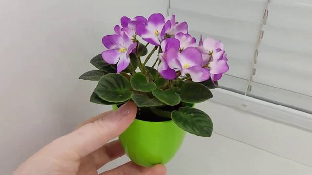 Фиалка Н-Жаворонок