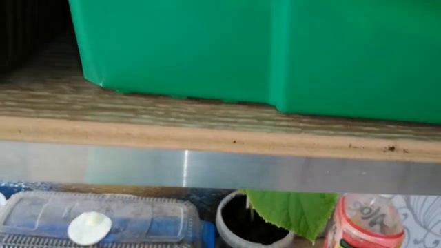 1МЛ РАСТВОРА ПОД КОРЕНЬ ПОЛЕЙТЕ И РАССАДА МОЩНАЯ