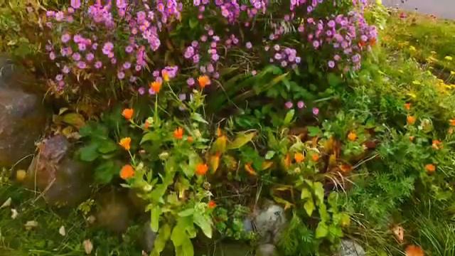 Чарующая музыка осенних цветов🎵🌹Beautiful Music Of Autumn Flowers 💐