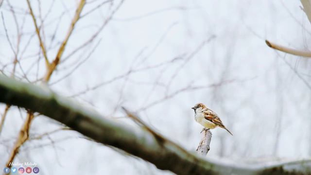 Красивая Мелодия До Слез! Самая Красивая Музыка на Свете! Нежная музыка для души и Жизни #ноябрь