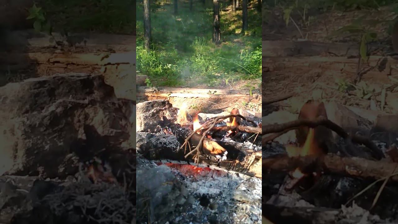Лесной костёр. Залипательное #shorts