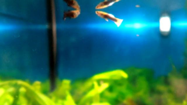 Мої чарівні гупі🐠Самець залицяється до самки🔥Скоро народить мальків