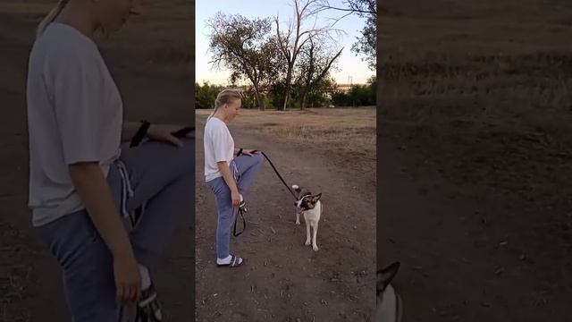 Разминка перед тренировкой #shorts #dog #sport #canicross #собака #разминка #проект