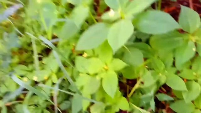 Велосипед обасрался