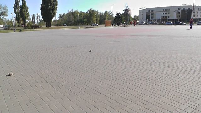 Wltoys A999 1:24 RC Car Outdoor Ride