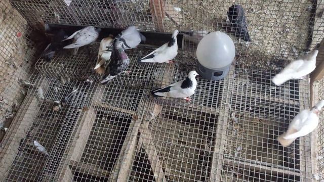 Пополнение маточника, первая кормежка  после переезда.