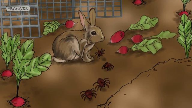 113 — Francisella Tularensis