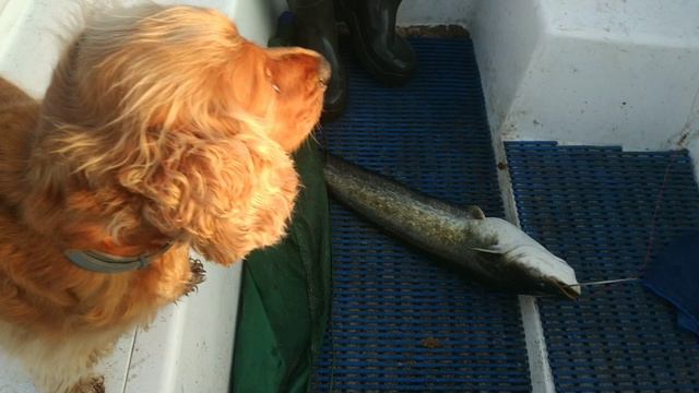 ЧЕТЫРЕ ДНЯ НА ИВАНЬКЕ! ИЩЕМ СОМА! 22.08.24.