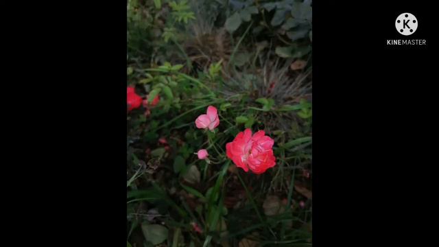 Яркие многолетние цветы нашего сада