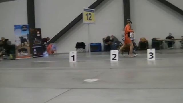 CACIB Кубок Президента РКФ 2016 кобели промежуток