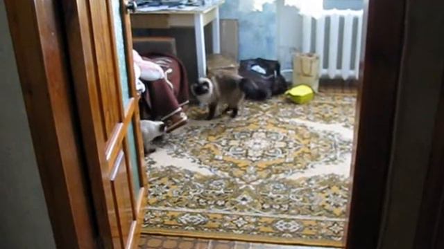 тайский котобокс