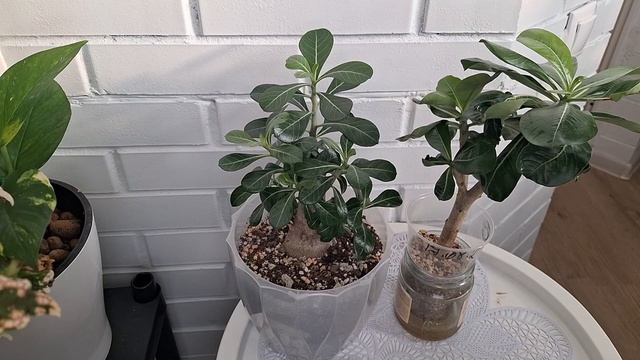 11521765b1eca4975a01172b313d5556