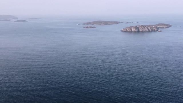 Во всем виноват кот