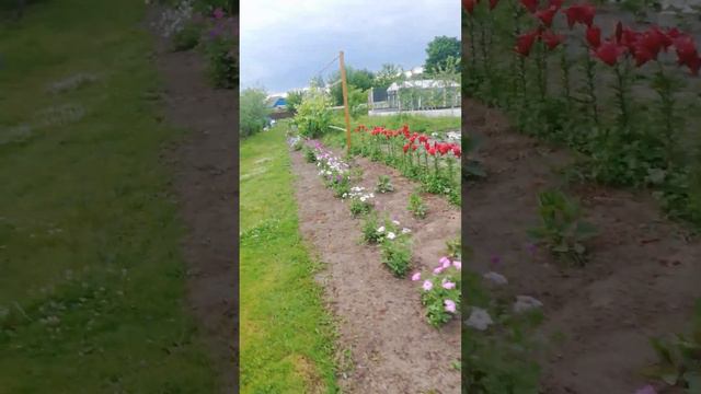 дикая петуния