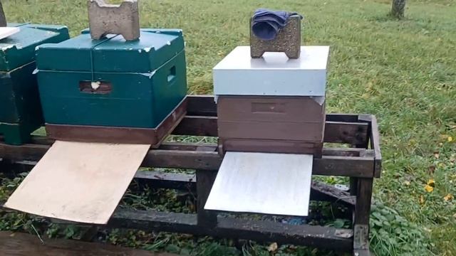 обработал 4 семьи, клещ опять упал, 17 ноября