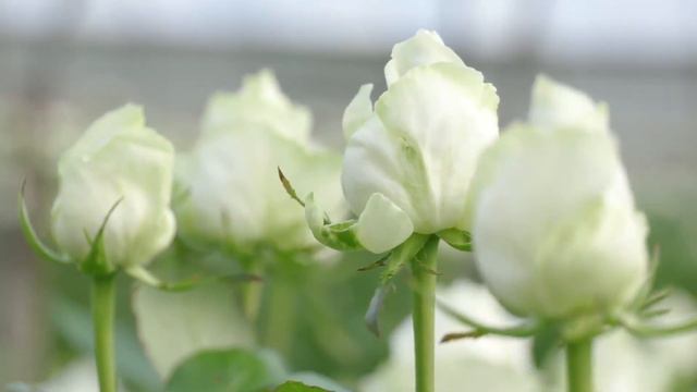 Flower Grower Of The Year Bagala Bros Australia