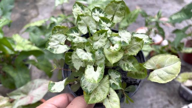 Syngonium Mini Pixie #Syngonium Collection