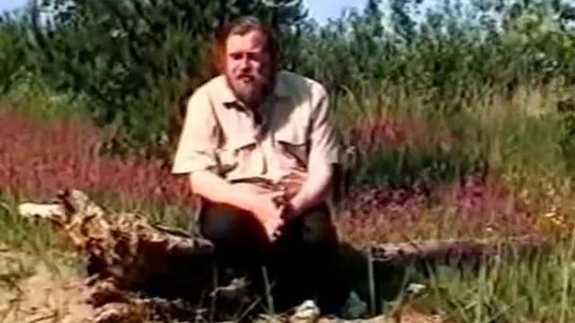 14. Лечебные растения Чабрец и Чага.