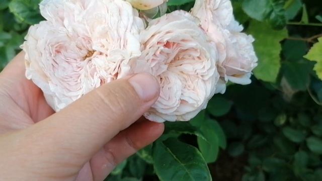 Английская роза Остина 