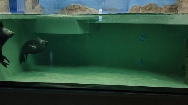 нерпы в москвариуме