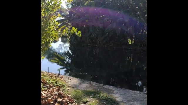 Приморский парк. Новый Афон. Абхазия.