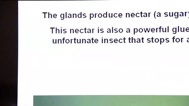 First Year / Chapter 12 / Nutrition / Part 7 / Heterotrophic Plants / Insectivorous Plants
