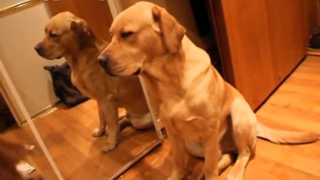 Инструкция по приминению: Лабрадор