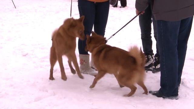 ФИНСКИЙ ШПИЦ-2016