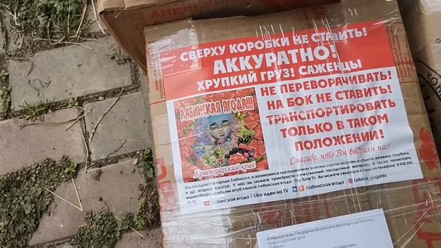 Паковка и отправка, рассады фриго клубники!