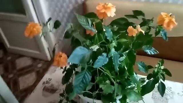  ЦветывАстрахани? Комнатныерастения? Суккуленты? Кассандра?