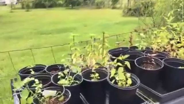 Starting Pants From Seed
