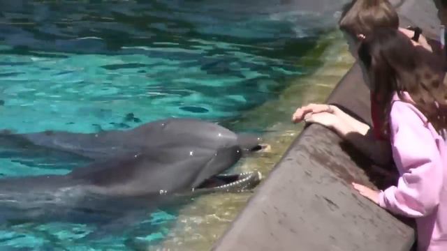 Позитив:) Эти удивительные дельфины