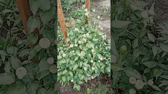 Угадайте сорт клематиса .