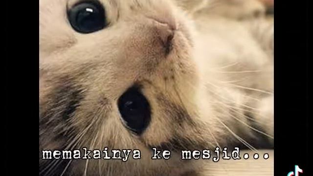 Muezza Atau Mu,izza