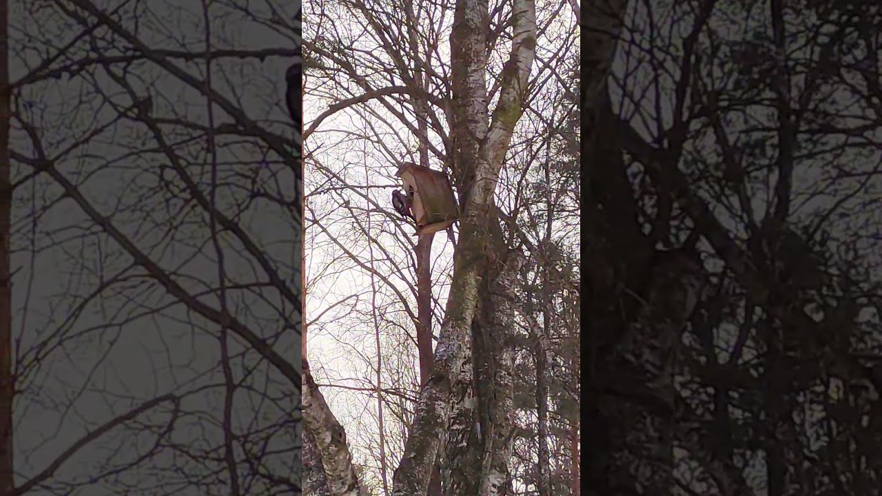 The Woodpecker Came!