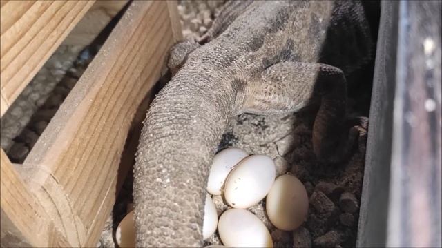 РОДЫ У БОРОДАТОЙ АГАМЫ!