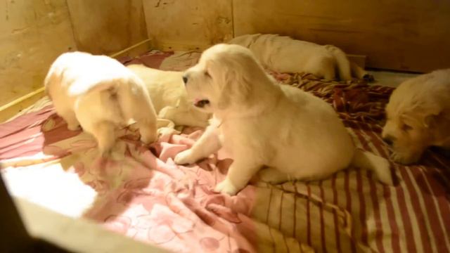 Ab0402c4ee35f017813e442543d2786e