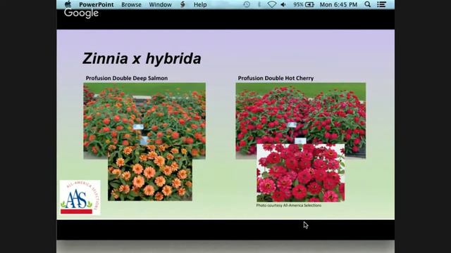 Amazing Annuals: A 2016 Spring Fever Workshop