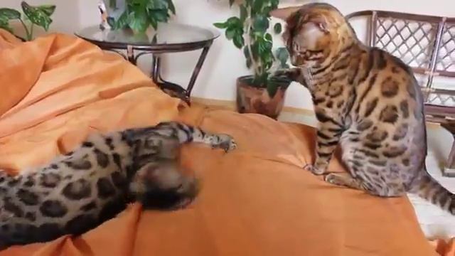 Бенгальские кошки играют