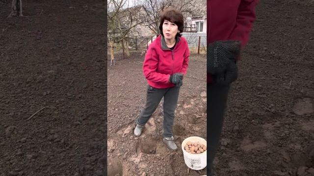 Посадили мы картошку