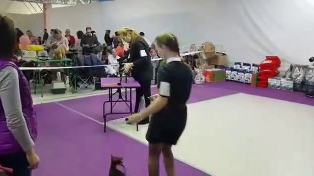 17.11.18. Москва, моно, ПК. Русский той, г/ш, класс юниоров.