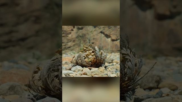 Самое стойкое существо в пустыне. Плаунок чешуелистный