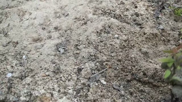 Переезд череночника. Подмосковье, холодно 24 мая 2020.