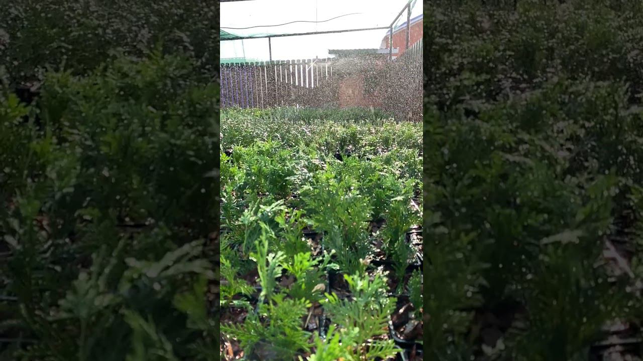 Полив новых растений!