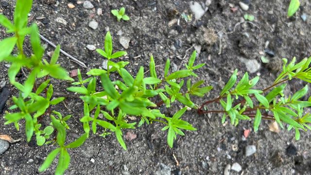 Tour Of The May Flower Garden