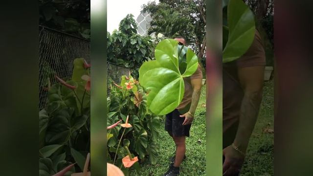 A2d068d76a42283193a228ad01938f25