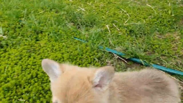 Фрай Винд Идзанаги - веселая прогулка веселого щенка ?