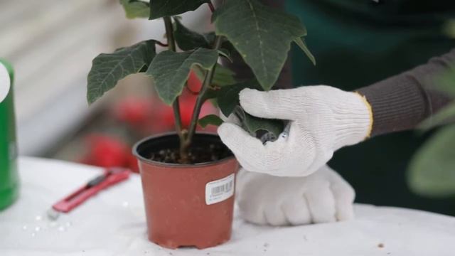 Егорьевский тепличный комбинат